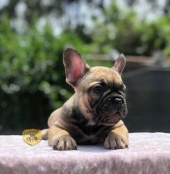 Click sobre la imagen para ampliarla