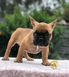 Click sobre la imagen para ampliarla