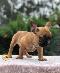 Click sobre la imagen para ampliarla