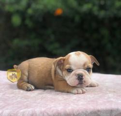 Click sobre la imagen para ampliarla