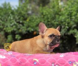 Click sobre la imagen para ampliarla