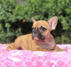 Click sobre la imagen para ampliarla