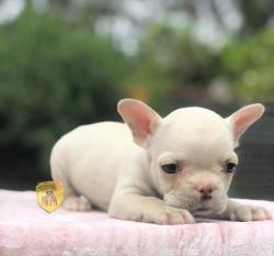 Click sobre la imagen para ampliarla