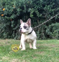 Click sobre la imagen para ampliarla