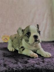 Click sobre la imagen para ampliarla