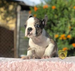 Click sobre la imagen para ampliarla