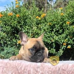 Click sobre la imagen para ampliarla