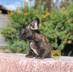 Click sobre la imagen para ampliarla