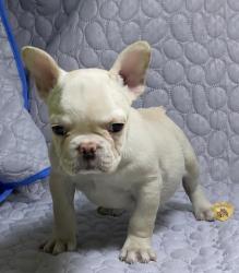 Click sobre la imagen para ampliarla