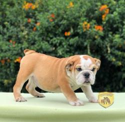 Click sobre la imagen para ampliarla