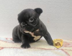 Click sobre la imagen para ampliarla