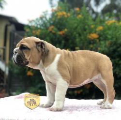 Click sobre la imagen para ampliarla