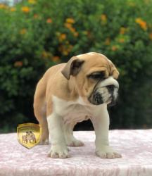 Click sobre la imagen para ampliarla