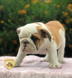 Click sobre la imagen para ampliarla