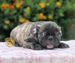 Click sobre la imagen para ampliarla