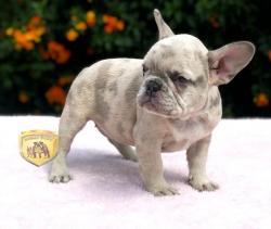 Click sobre la imagen para ampliarla