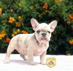 Click sobre la imagen para ampliarla