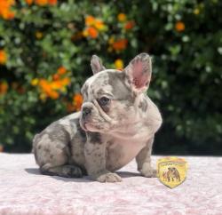 Click sobre la imagen para ampliarla