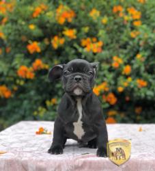 Click sobre la imagen para ampliarla