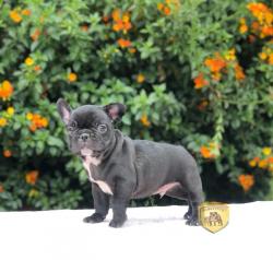 Click sobre la imagen para ampliarla