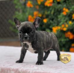 Click sobre la imagen para ampliarla