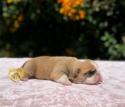 Click sobre la imagen para ampliarla