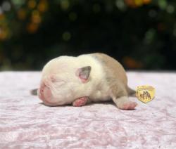 Click sobre la imagen para ampliarla