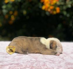 Click sobre la imagen para ampliarla