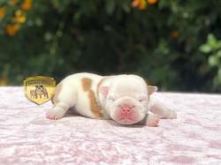 Click sobre la imagen para ampliarla