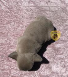 Click sobre la imagen para ampliarla