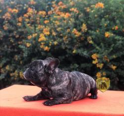 Click sobre la imagen para ampliarla