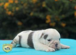 Click sobre la imagen para ampliarla