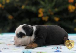 Click sobre la imagen para ampliarla