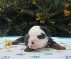 Click sobre la imagen para ampliarla