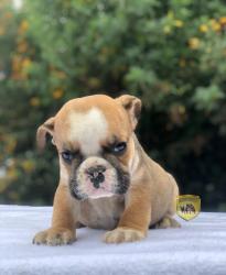 Click sobre la imagen para ampliarla