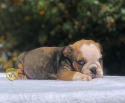 Click sobre la imagen para ampliarla