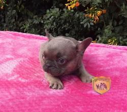 Click sobre la imagen para ampliarla