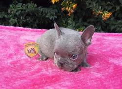 Click sobre la imagen para ampliarla