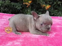 Click sobre la imagen para ampliarla