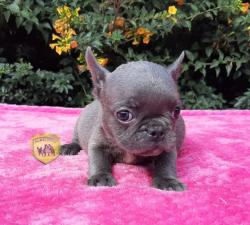 Click sobre la imagen para ampliarla