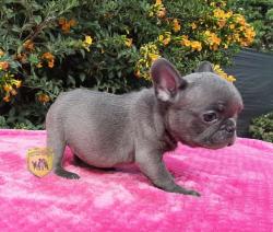 Click sobre la imagen para ampliarla