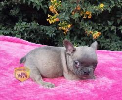 Click sobre la imagen para ampliarla