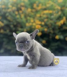 Click sobre la imagen para ampliarla