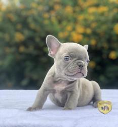 Click sobre la imagen para ampliarla