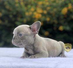 Click sobre la imagen para ampliarla