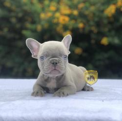 Click sobre la imagen para ampliarla