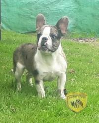 Click sobre la imagen para ampliarla