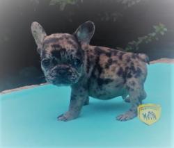 Click sobre la imagen para ampliarla