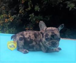 Click sobre la imagen para ampliarla