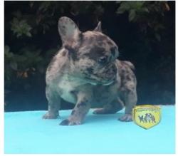 Click sobre la imagen para ampliarla